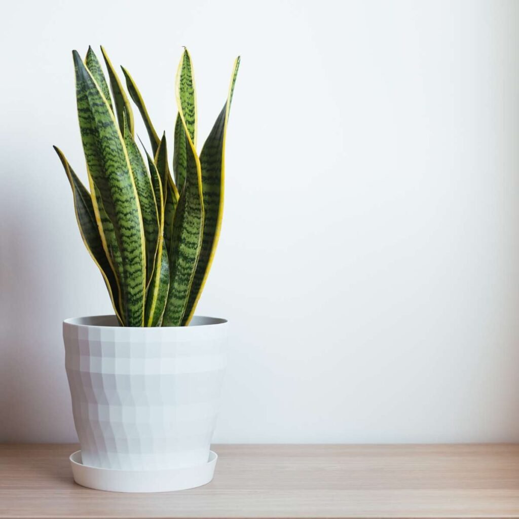snake plant sansevieria