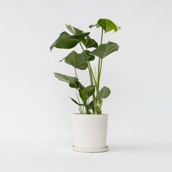 Monstera Deliciosa Swiss Cheese Plant Lea & Fig Plant Shop