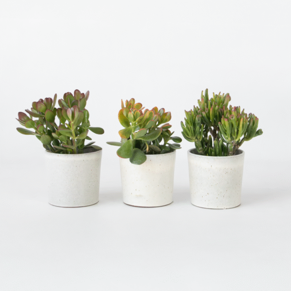Jade Plant Set