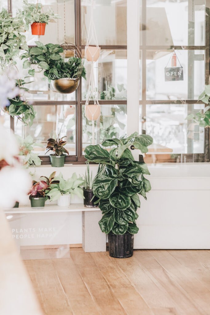 lea&fig beautiful indoor plants europe fast delivery