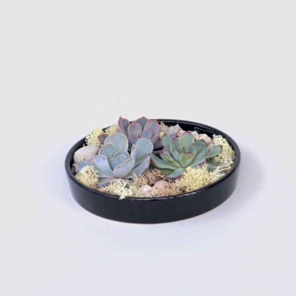 Echeveria Garden Mix Black - Echeveria Lilacina