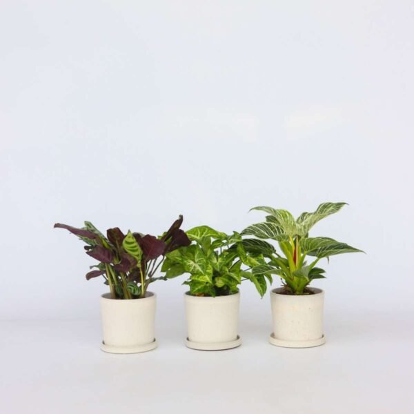 Home Indoor Mix - 3 Pcs