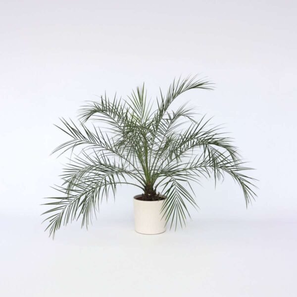 Miniature Date Palm - Phoenix Roebelenii