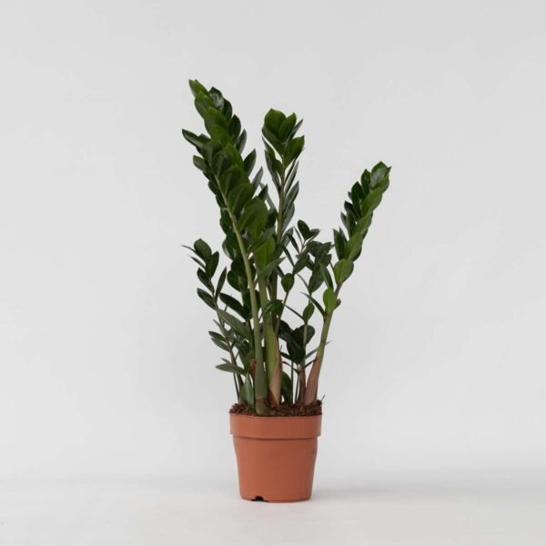 Zz Plant - Zamioculcas Emerald