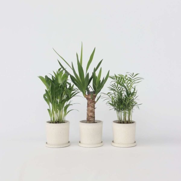 Mini Indoor Palm Mix - 3 Pcs