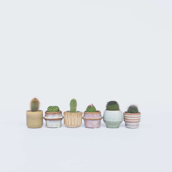 Small Cacti Set 6 Pcs.