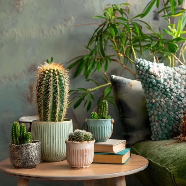 Cacti Set (4 plants)