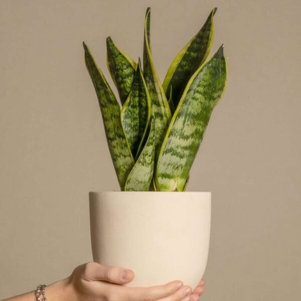 Snake Plant