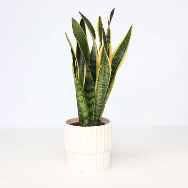 Snake Plant - Sansevieria Trifasciata Laurentii