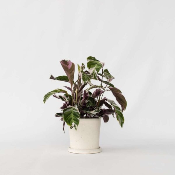 Prayer Plant - Calathea Lietzei 'White Fusion'