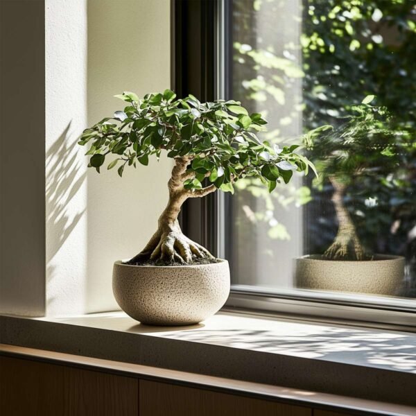Curtain Fig - Ficus Microcarpa