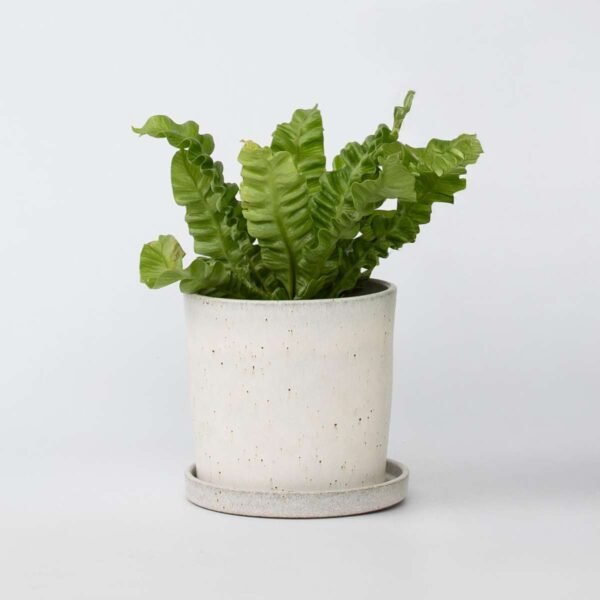 Bird's Nest Fern - Asplenium Nidus 'Crispy Wave'