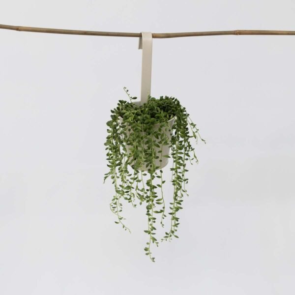 String Of Pearls - Senecio Rowleyanus