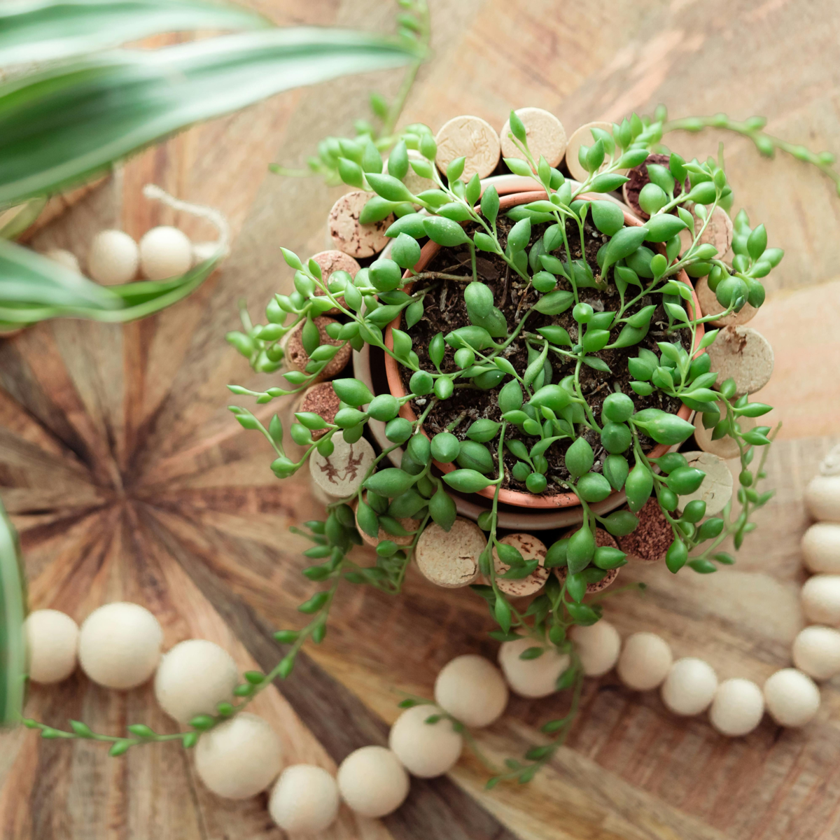 String Of Pearls - Senecio Rowleyanus - Image 2