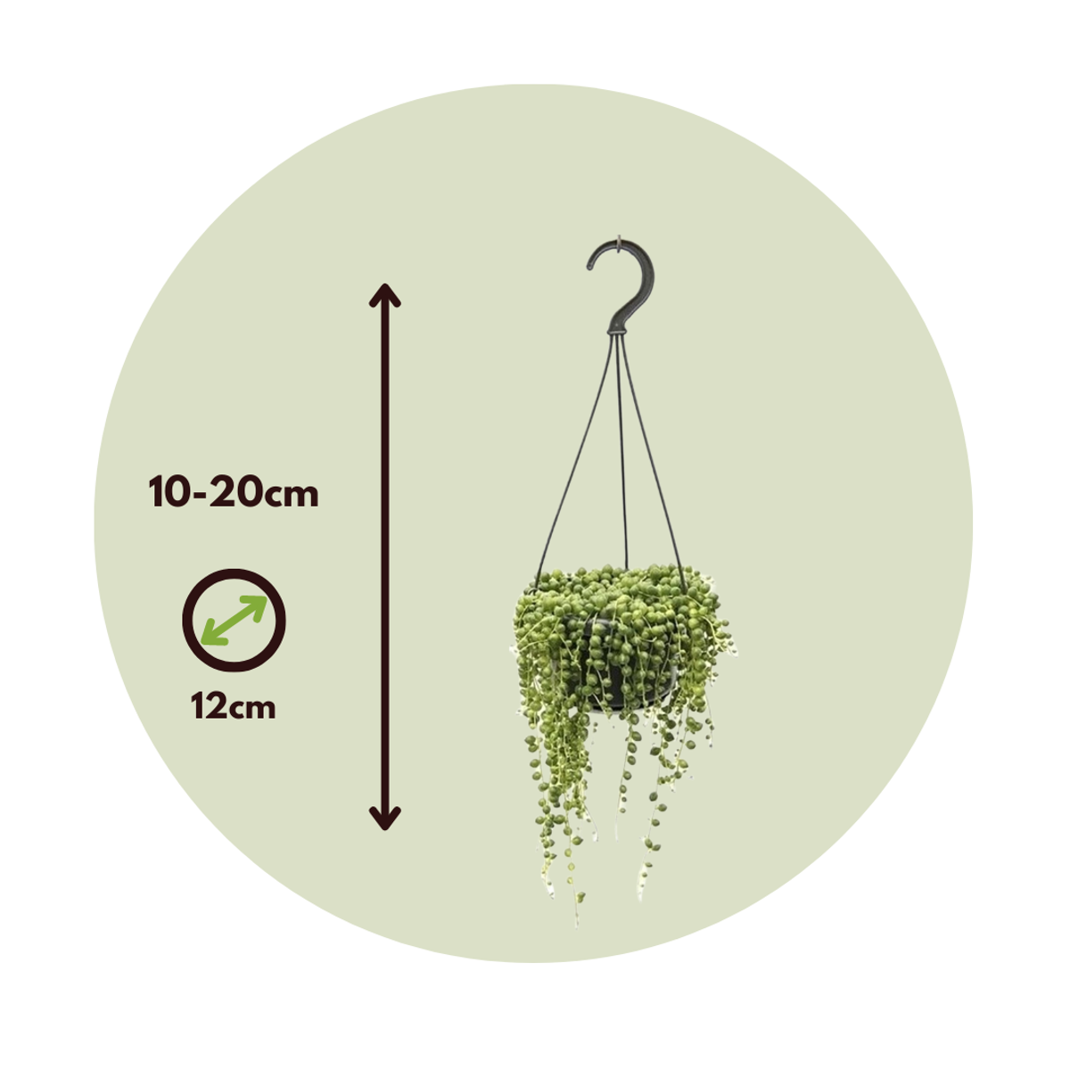 String Of Pearls - Senecio Rowleyanus - Image 3