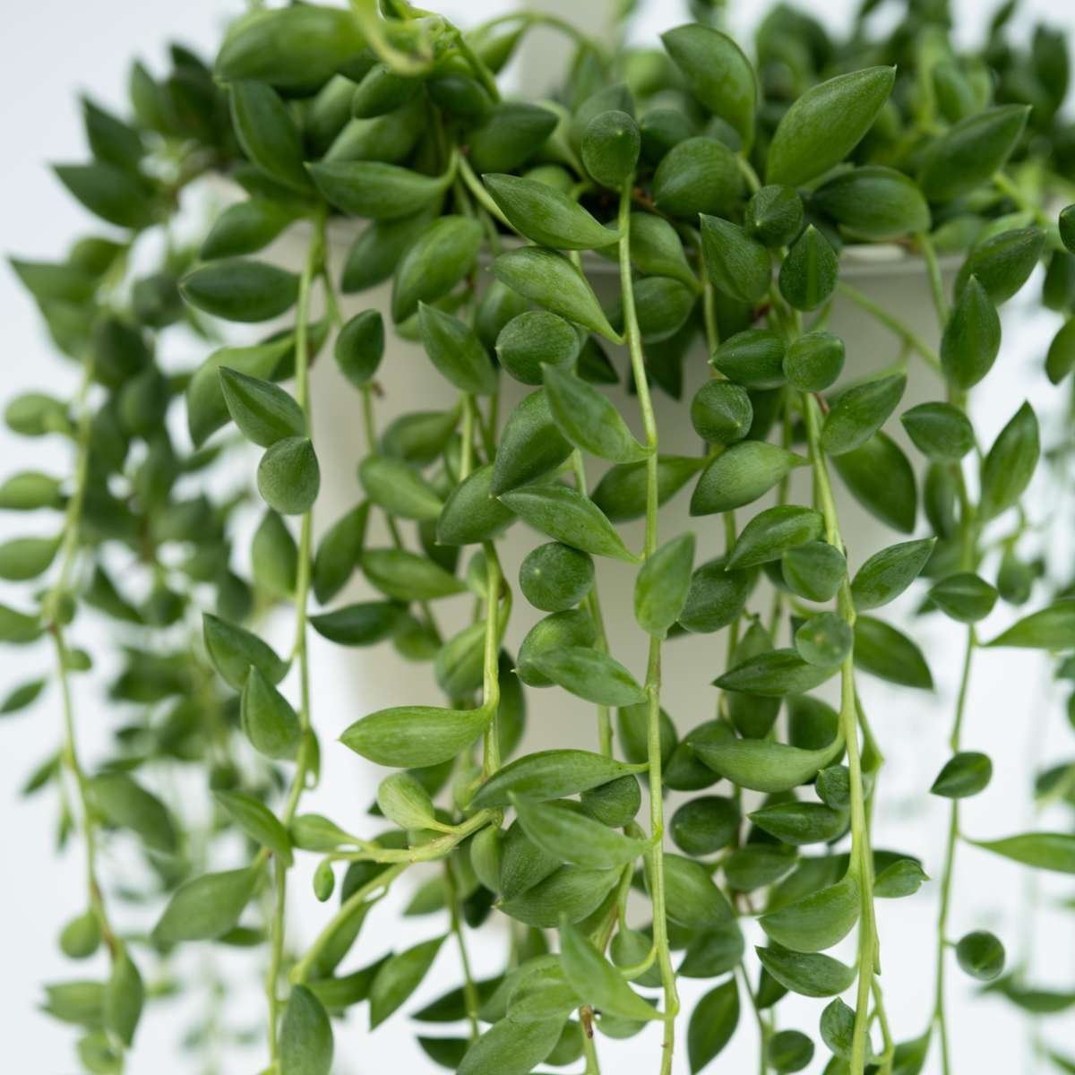 String Of Pearls - Senecio Rowleyanus - Image 4