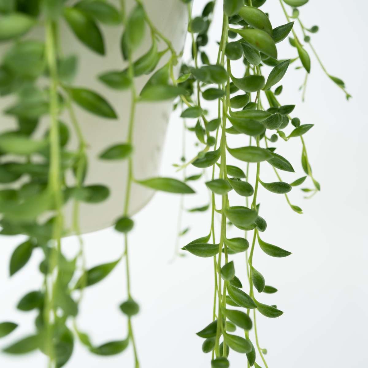 String Of Pearls - Senecio Rowleyanus - Image 5