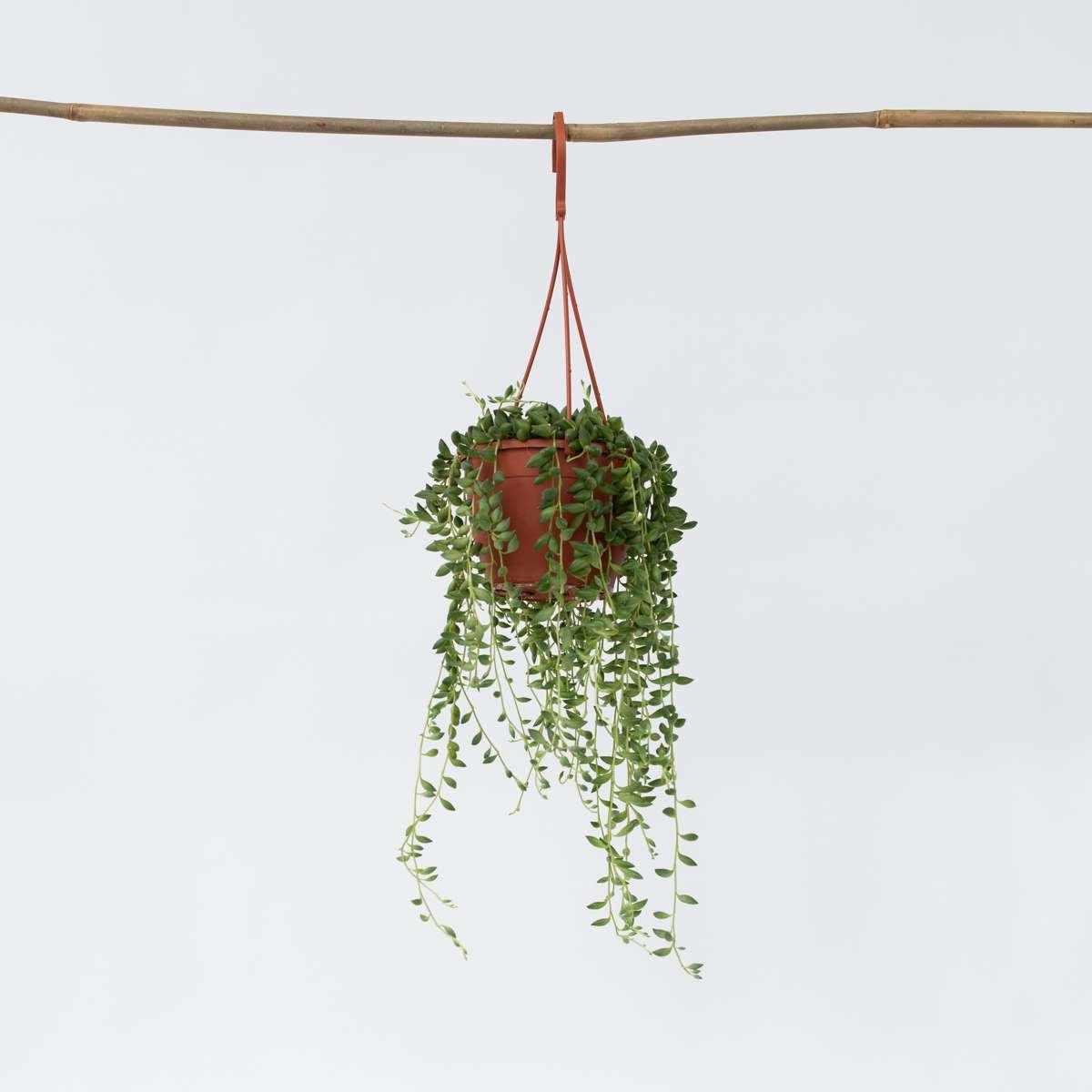 String Of Pearls - Senecio Rowleyanus - Image 6