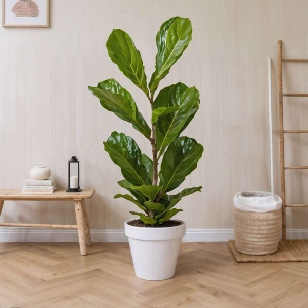 Fiddle-Leaf Fig - Ficus Lyrata