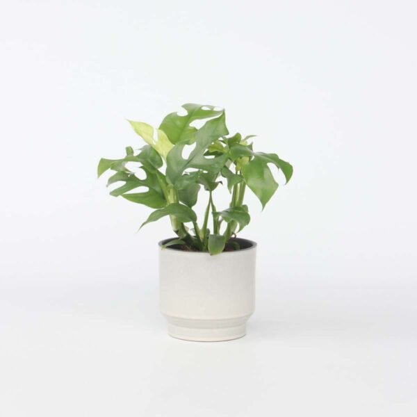 Monstera Minima - Rhaphidophora Tetrasperma