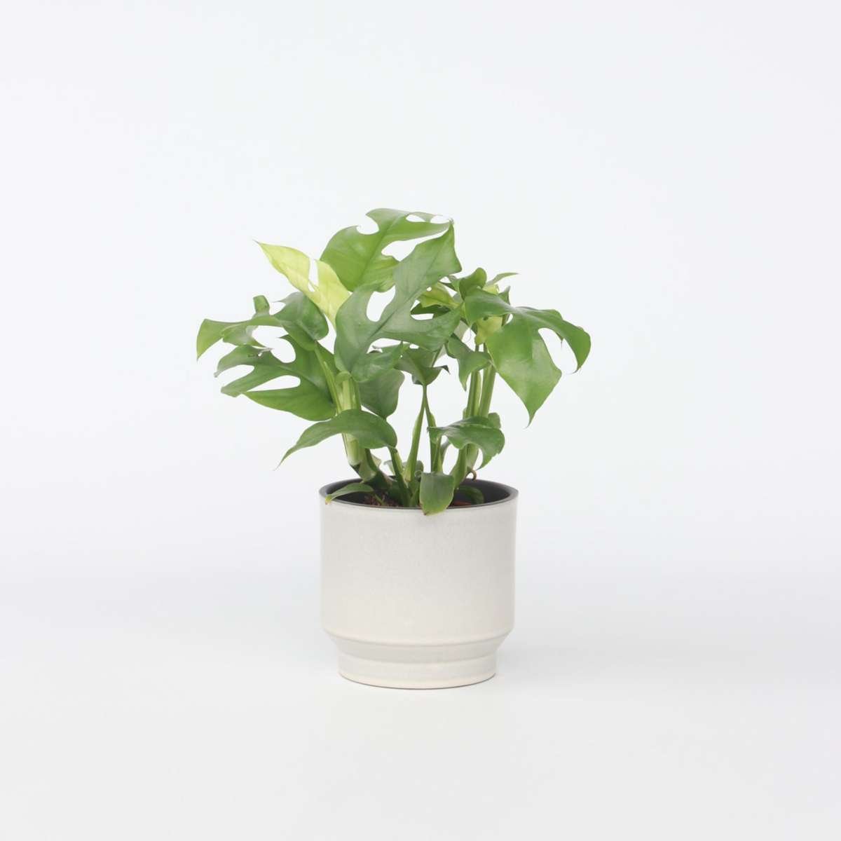 Monstera Minima - Rhaphidophora Tetrasperma