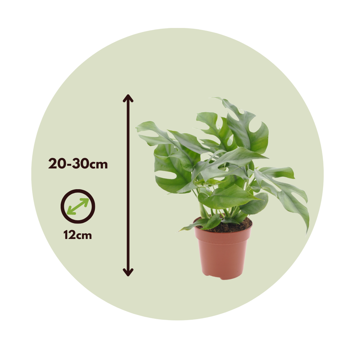 Monstera Minima - Rhaphidophora Tetrasperma - Image 3