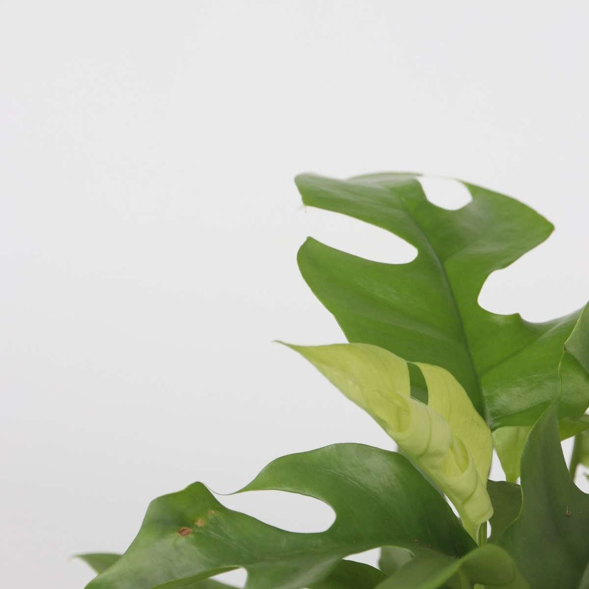 Monstera Minima - Rhaphidophora Tetrasperma - Image 4