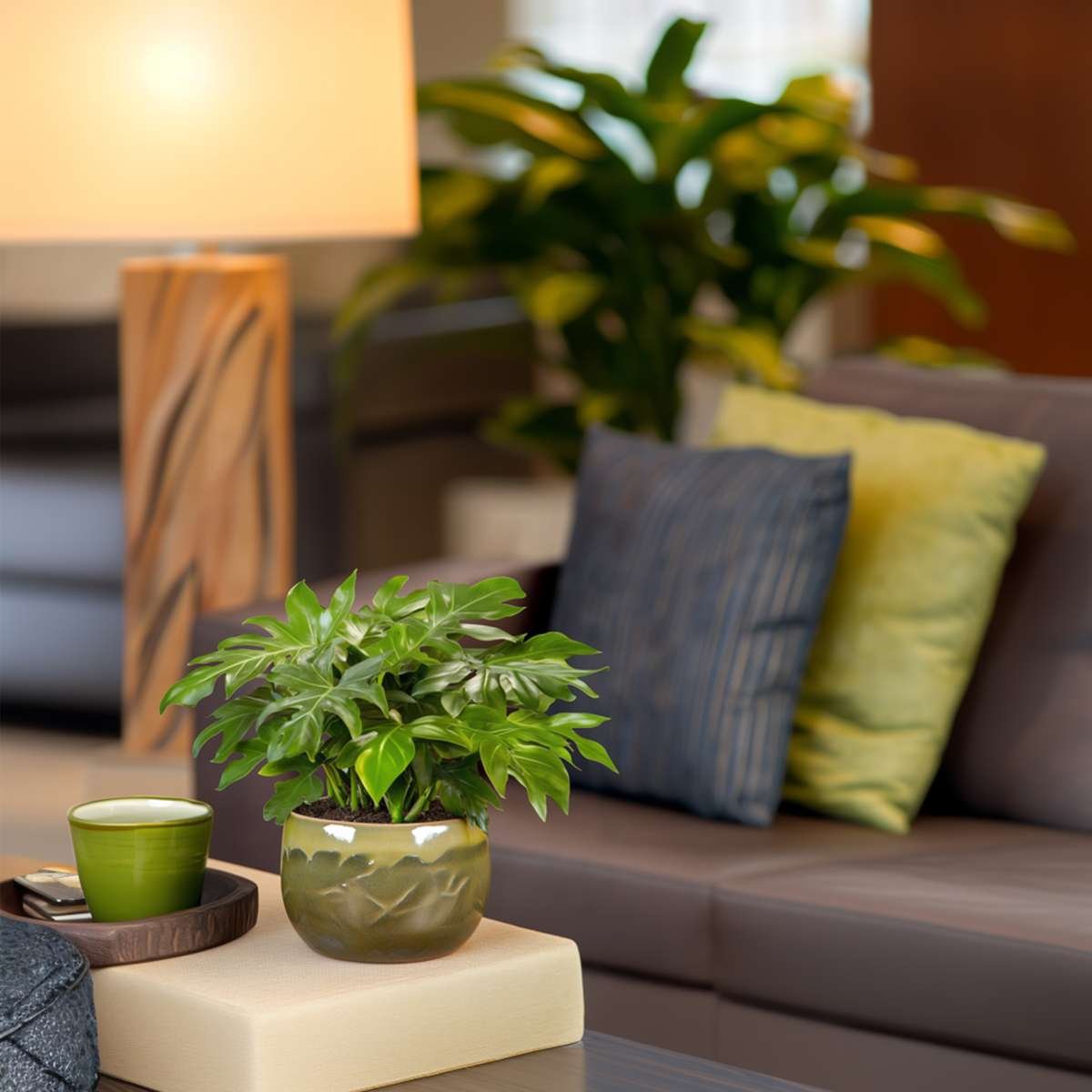 Monstera Minima - Rhaphidophora Tetrasperma - Image 8