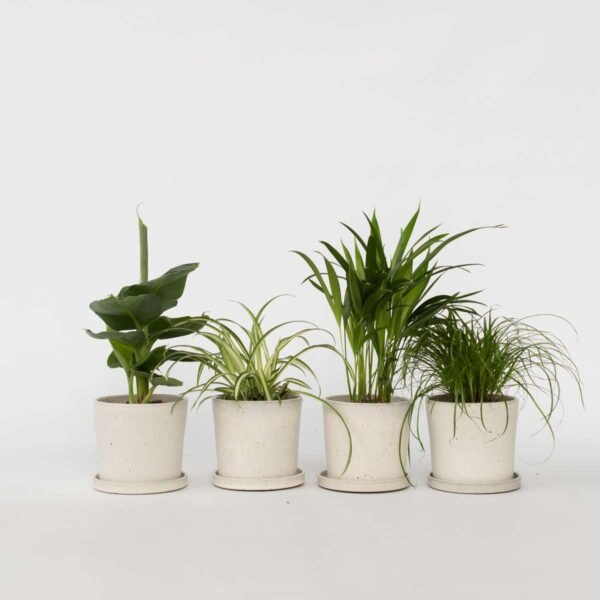 Pet Friendly Plants Mix - 4 Pcs.