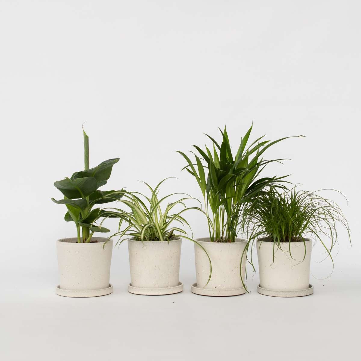 Pet Friendly Plants Mix - 4 Pcs.