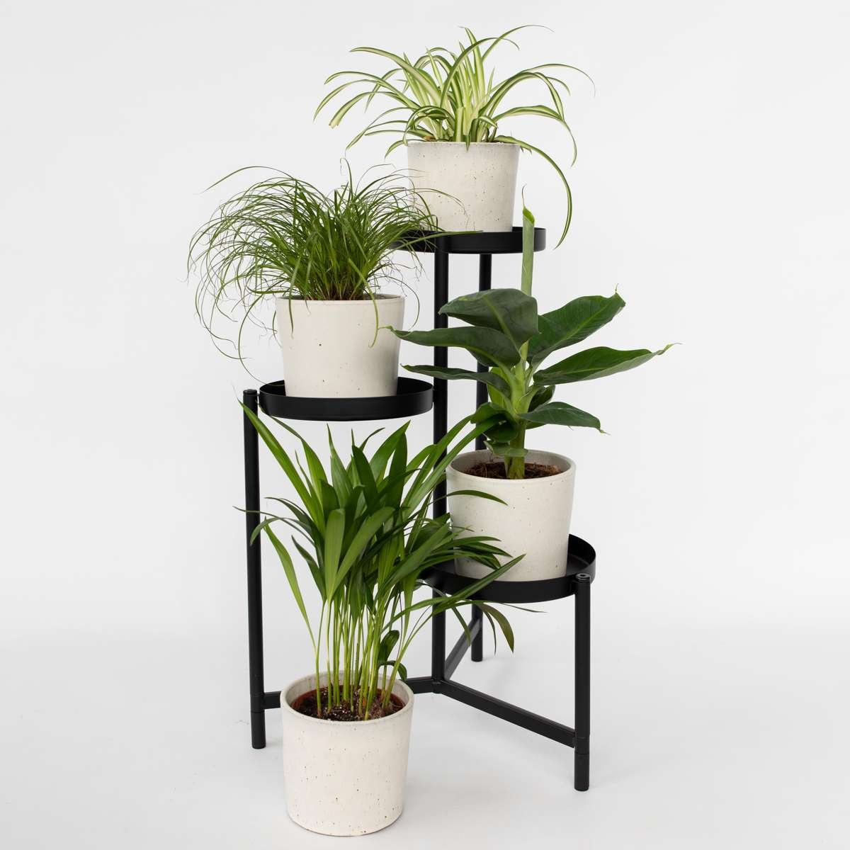 Pet Friendly Plants Mix - 4 Pcs. - Image 2