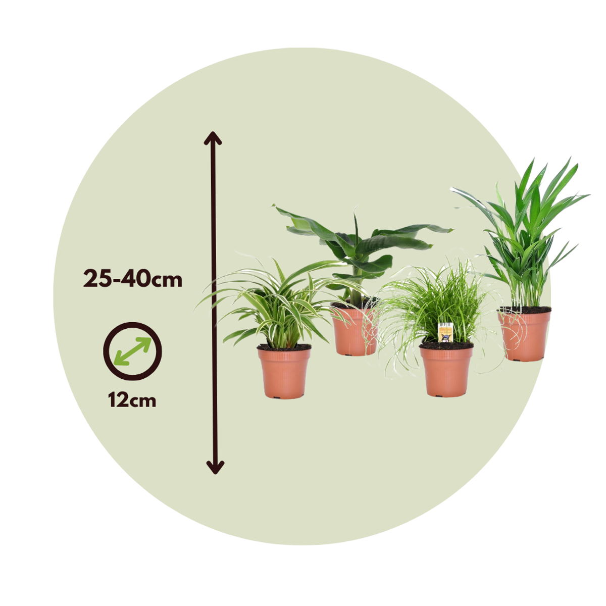Pet Friendly Plants Mix - 4 Pcs. - Image 3
