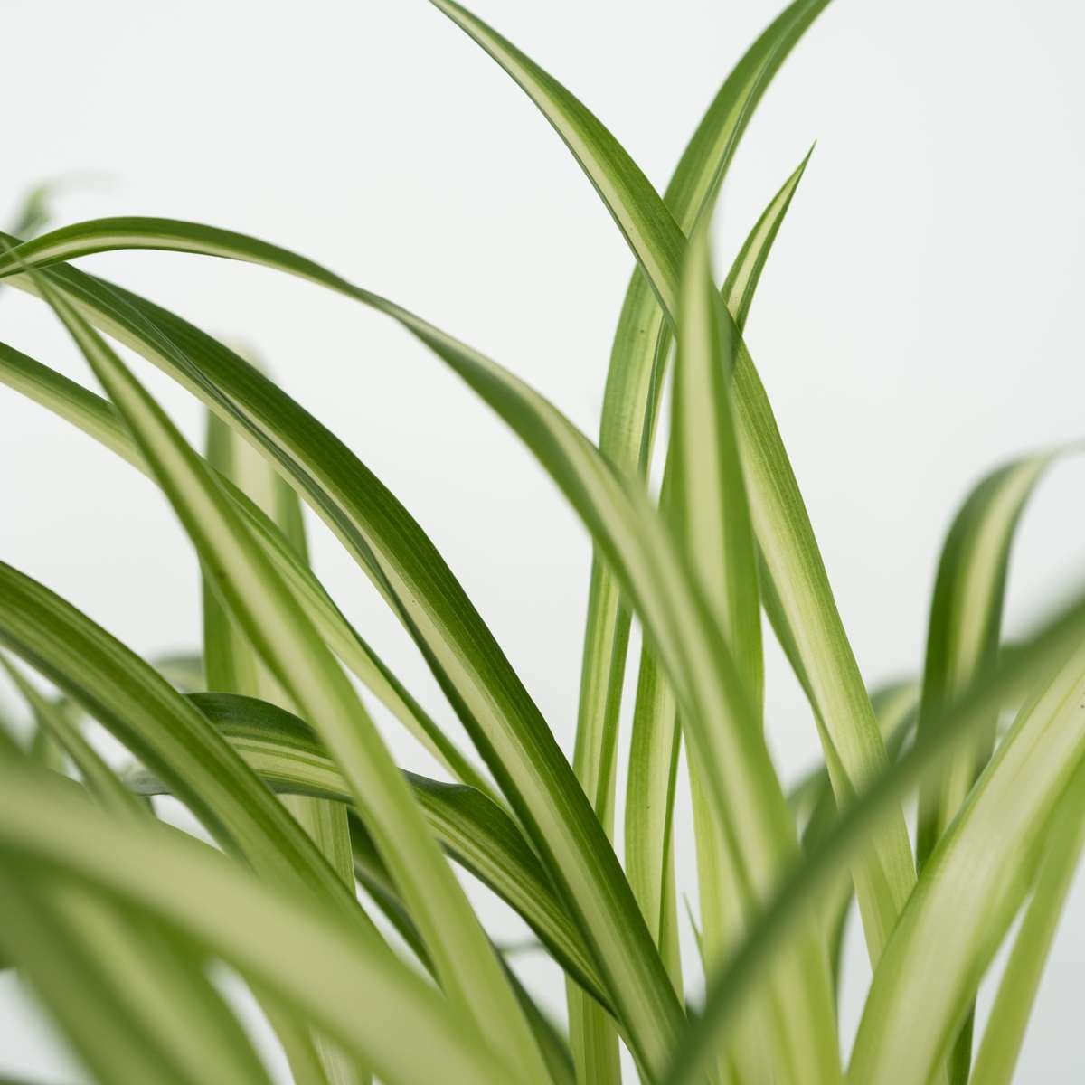 Pet Friendly Plants Mix - 4 Pcs. - Image 6