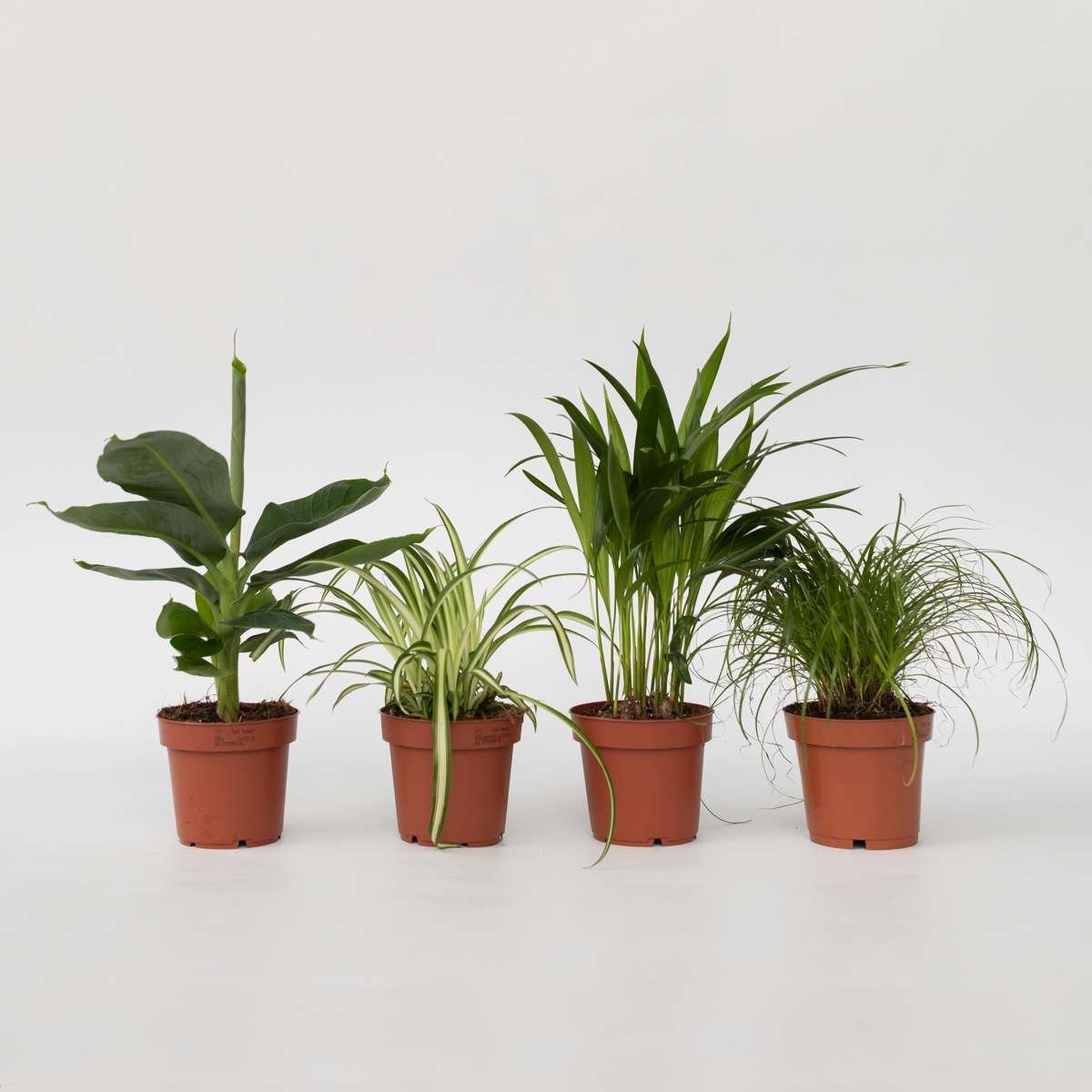 Pet Friendly Plants Mix - 4 Pcs. - Image 7