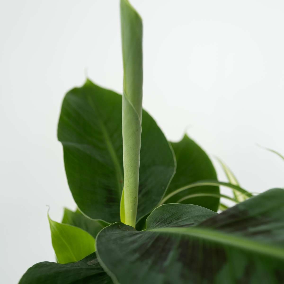 Pet Friendly Plants Mix - 4 Pcs. - Image 8