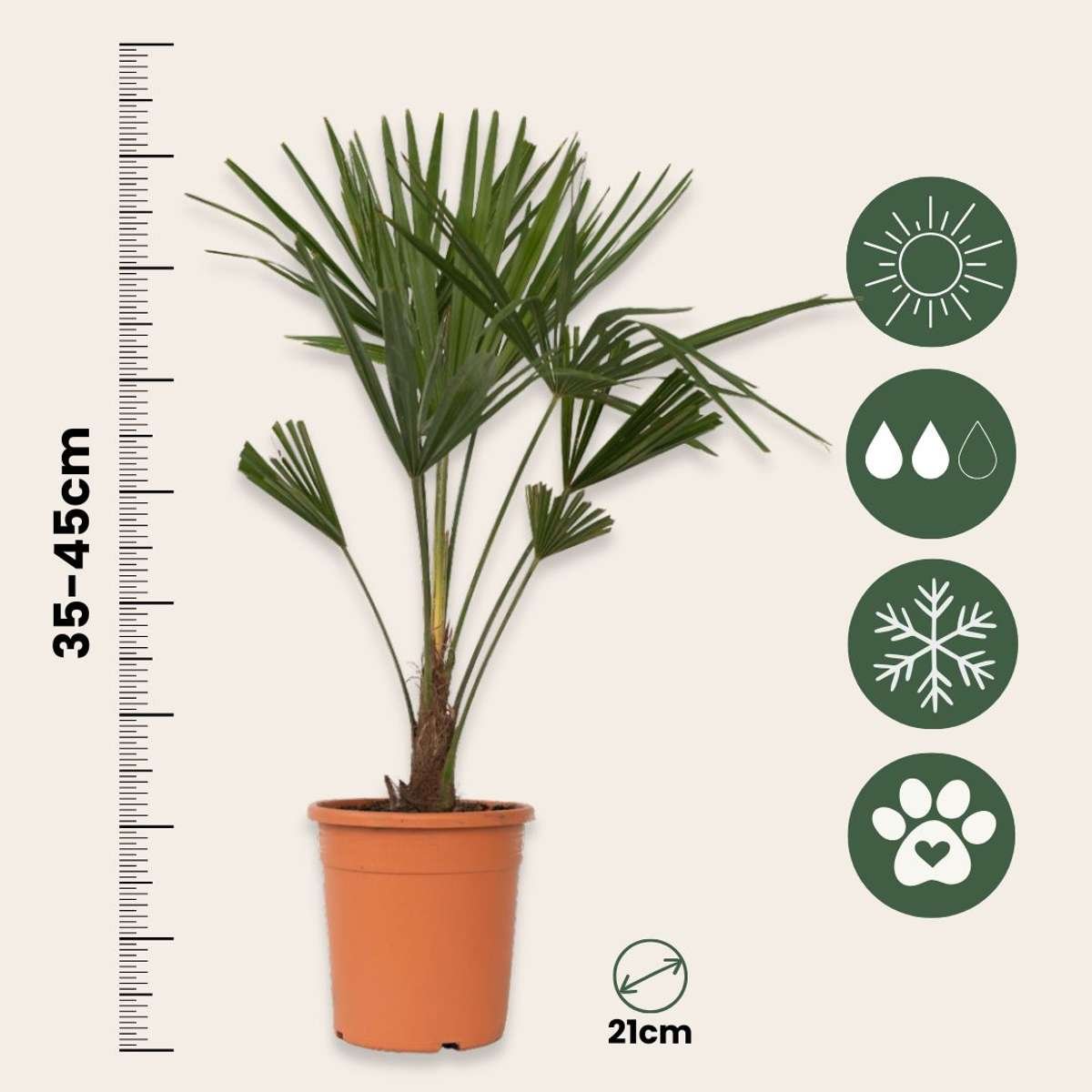 Chinese Windmill Palm - Trachycarpus Fortunei - Image 3