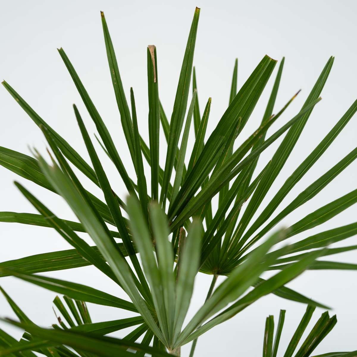 Chinese Windmill Palm - Trachycarpus Fortunei - Image 6