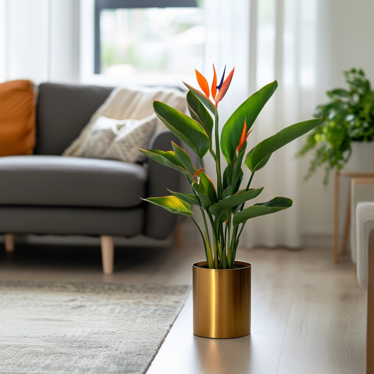 Bird Of Paradise - Strelitzia Reginea