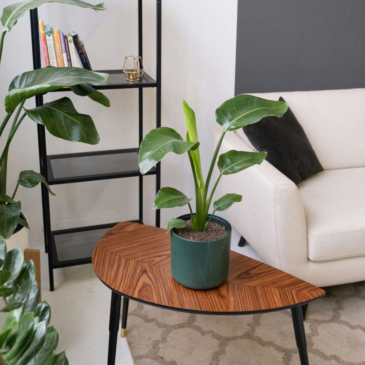 Bird Of Paradise - Strelitzia Reginea - Image 5