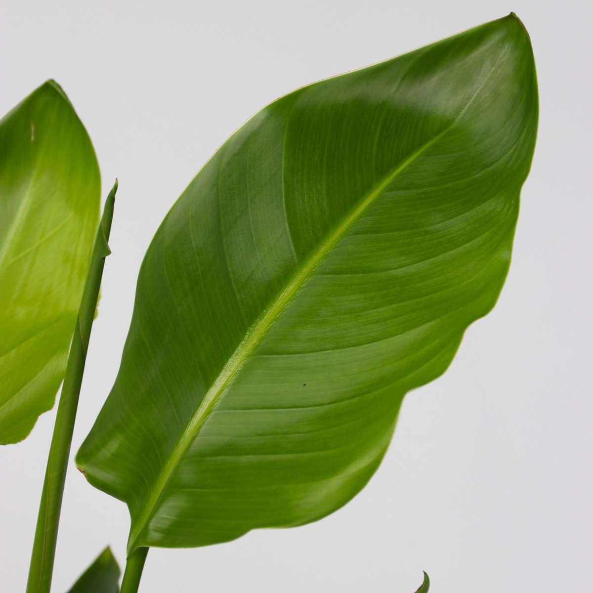 Bird Of Paradise - Strelitzia Reginea - Image 6