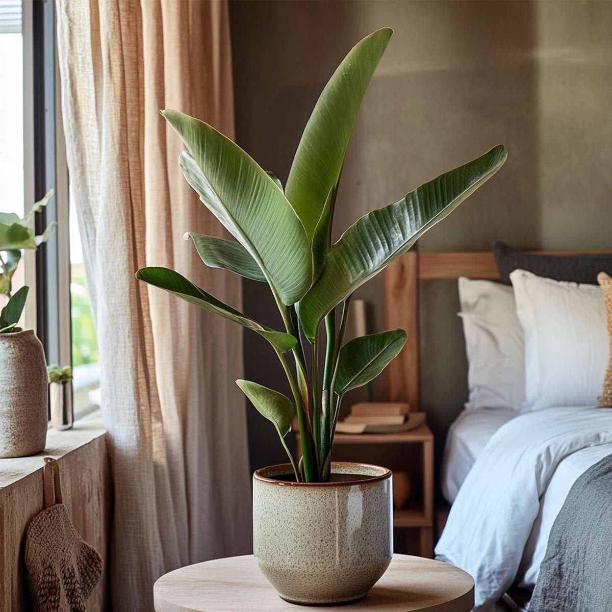 Bird Of Paradise - Strelitzia Reginea - Image 8