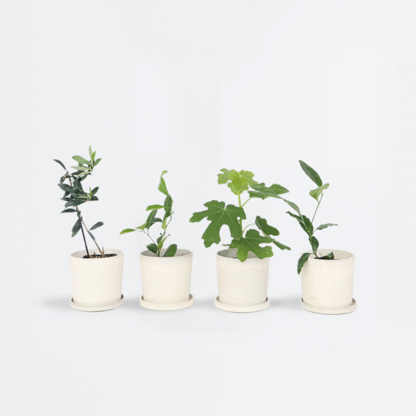 Mini Mediterranean Trees Mix 4 Pcs.