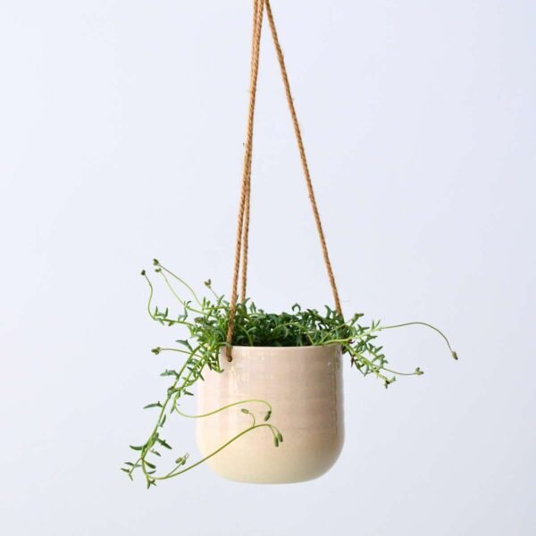 String Of Dolphins - Senecio Peregrinus