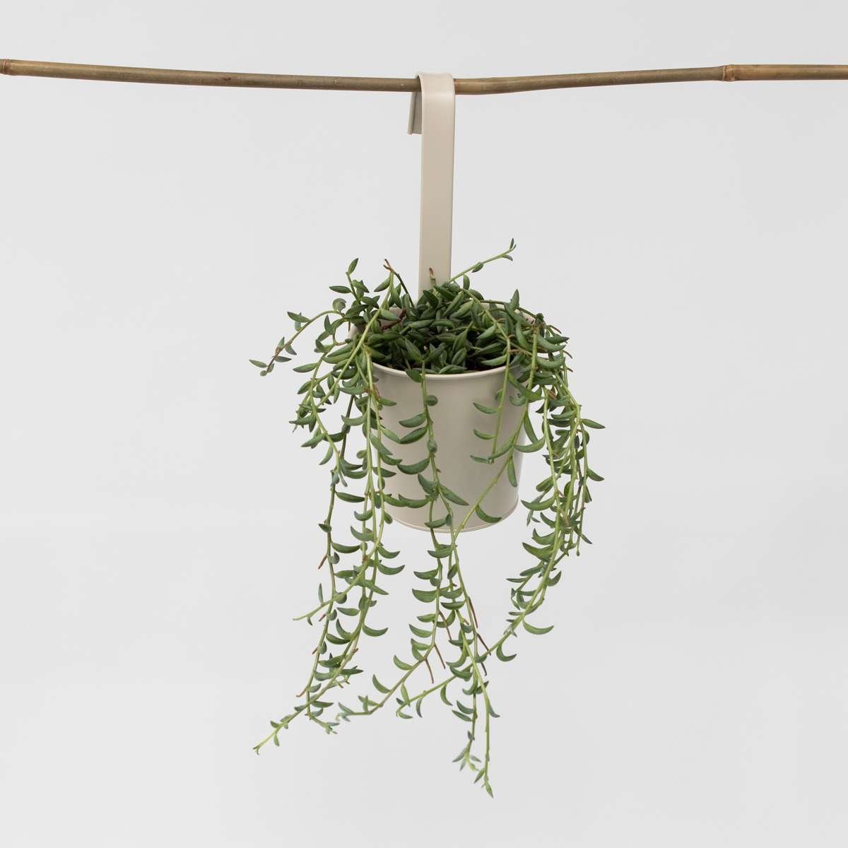 String of Bananas – Senecio Radicans