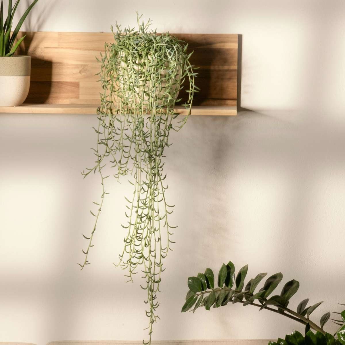 String of Bananas – Senecio Radicans - Image 2