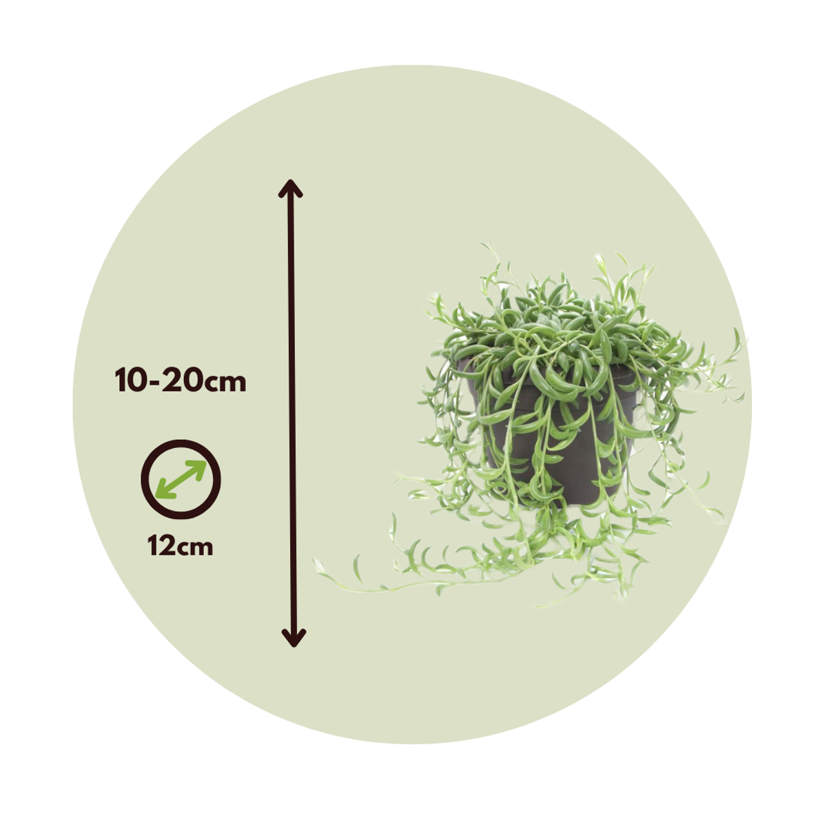 String of Bananas – Senecio Radicans - Image 3