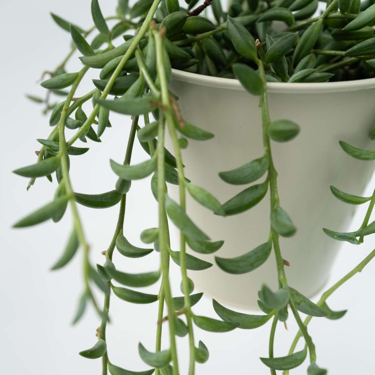 String of Bananas – Senecio Radicans - Image 4
