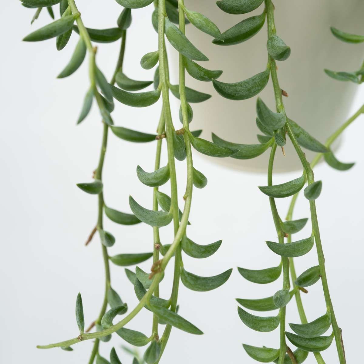 String of Bananas – Senecio Radicans - Image 5