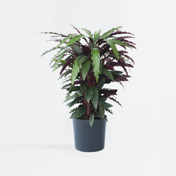 Prayer Plant - Calathea 'Wavestar'