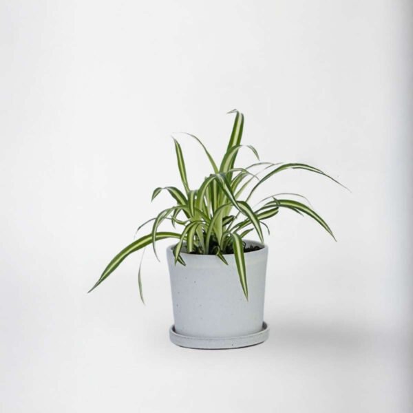 Spider Plant - Chlorophytum Comosum 'Atlantic'